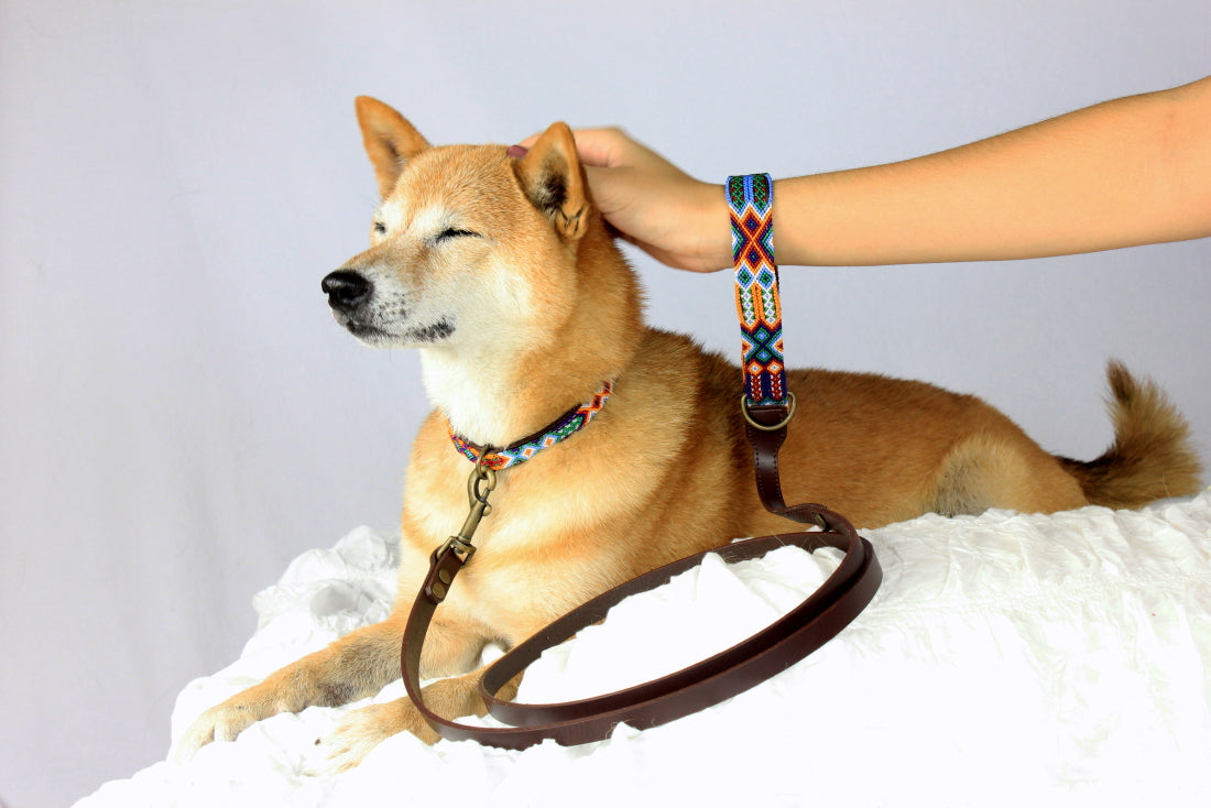 Leather Pet Collar — J.L. Rocha Collections